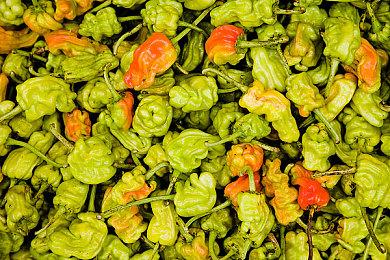 卡普空近日注册《逆转裁判》王泥喜法介  “Apollo Justice” 商标